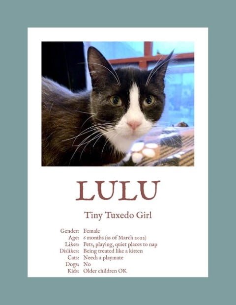 Lulu (Small) (1)