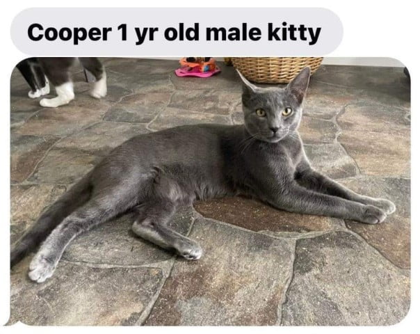 cooper (Small)