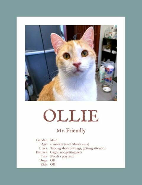 ollie (Small) (1)