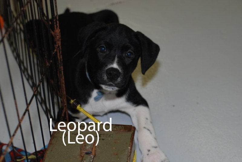 leo by crate