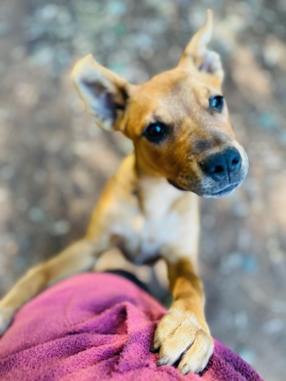 Cinnamon Adopted in 2023 for Adoption Freedom Fences